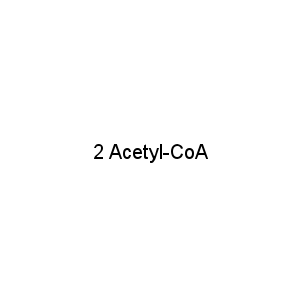 2 Acetyl-CoA